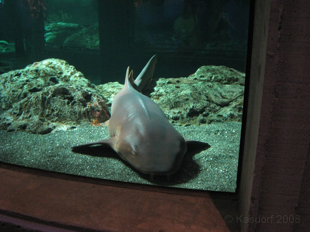 Baltimore MD 2009 0830.jpg - A 4th of July trip to Washington DC in 2009 included a stop in Baltimore MD to see the National Aquarium.